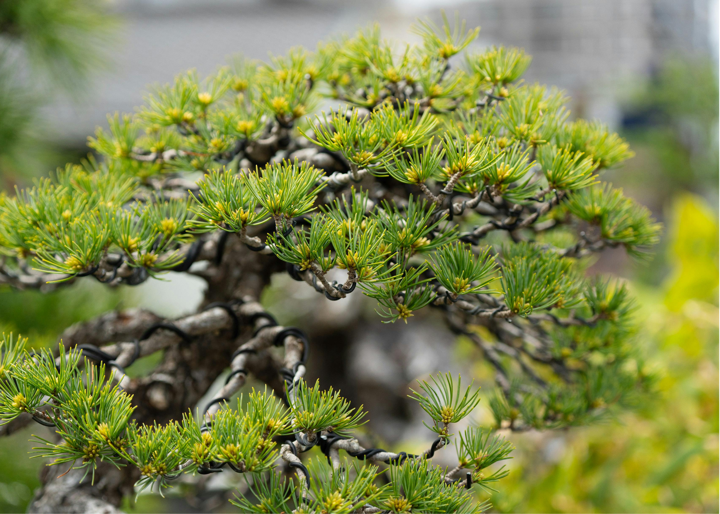 Bonsai Care Guide — Plant Depot